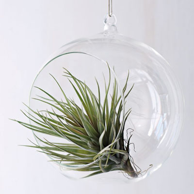 airplantsornament04