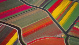 Tulip-Fields