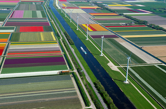 Tulip-Fields1