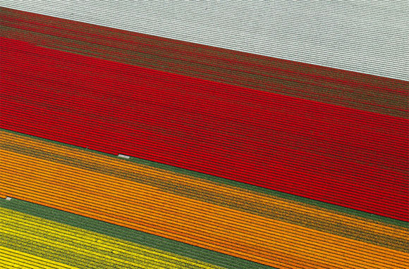 Tulip-Fields10