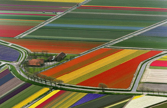 Tulip-Fields15