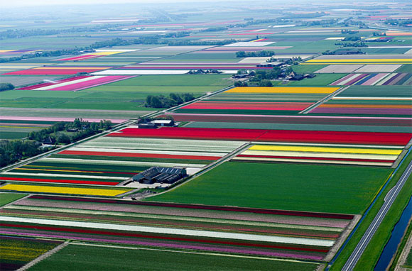 Tulip-Fields16