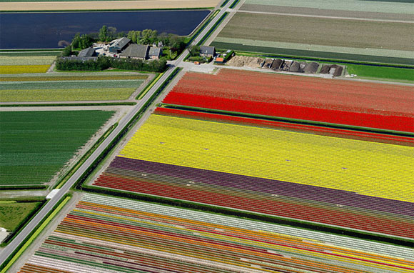 Tulip-Fields3