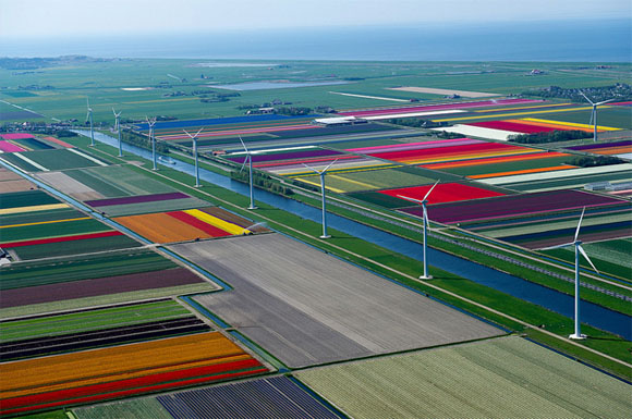 Tulip-Fields4