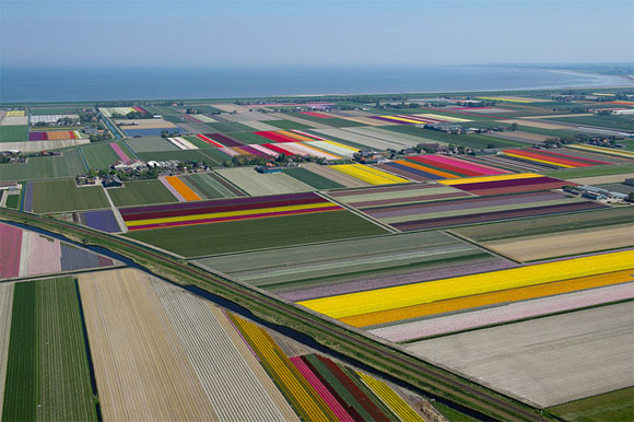 Tulip-Fields5