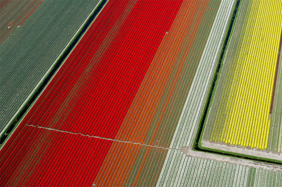 Tulip-Fields6