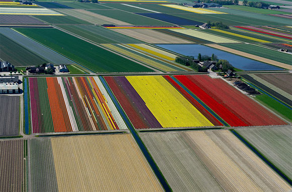 Tulip-Fields8