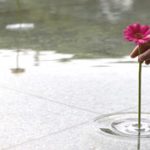 Tündérkert: vízben lebegő vágott virágok