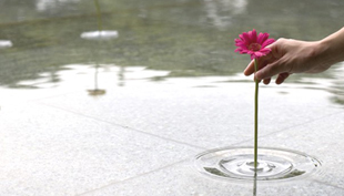 Tündérkert: vízben lebegő vágott virágok