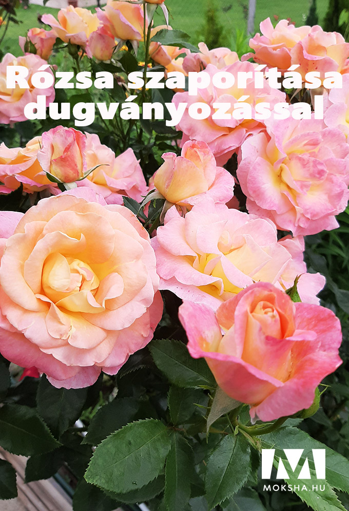 Rózsa dugványozása