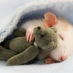 Cukker-faktor: patkányok, plüssök és bájos fotók