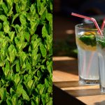 Menta, napsütés, Mojito - Helló nyár!