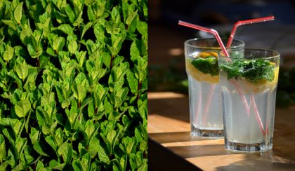 Menta, napsütés, Mojito – Helló nyár!