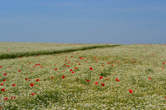 Kamillamező Szarvasgedén (Fotó: Myreille)