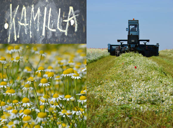 Kamilla betakarítás, készül a kamillaolaj (Fotó: Myreille)