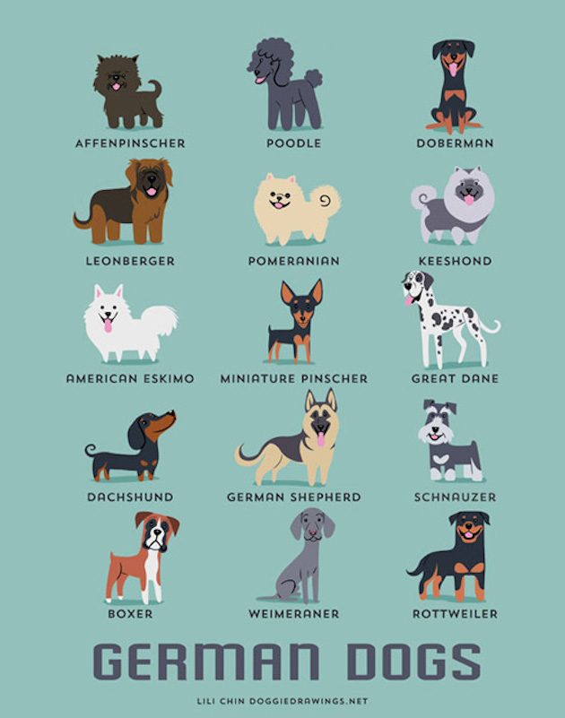 Illustrated-Guide-to-Dogs-of-the-World-10