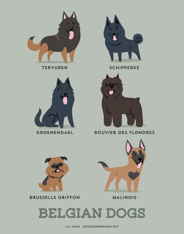 Illustrated-Guide-to-Dogs-of-the-World-11