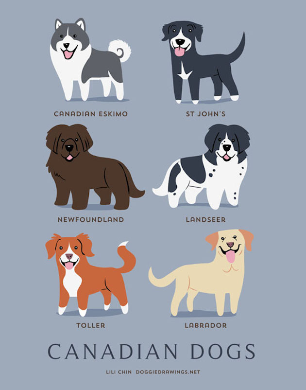 Illustrated-Guide-to-Dogs-of-the-World-14