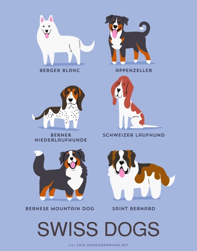 Illustrated-Guide-to-Dogs-of-the-World-15