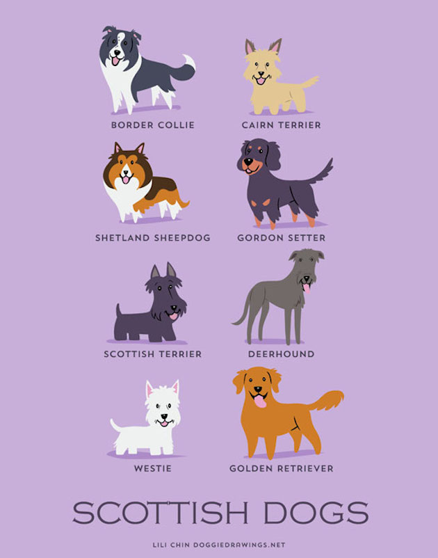 Illustrated-Guide-to-Dogs-of-the-World-18