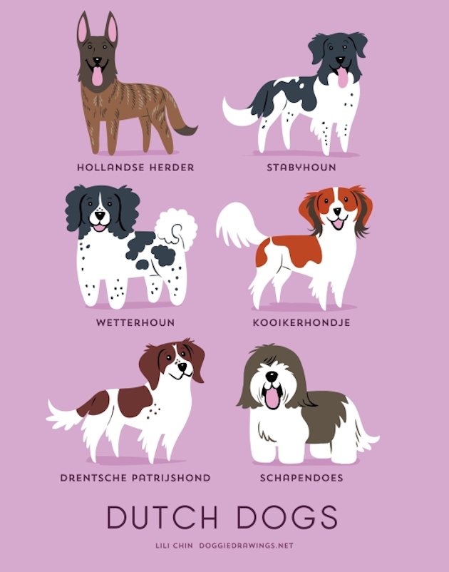 Illustrated-Guide-to-Dogs-of-the-World-19