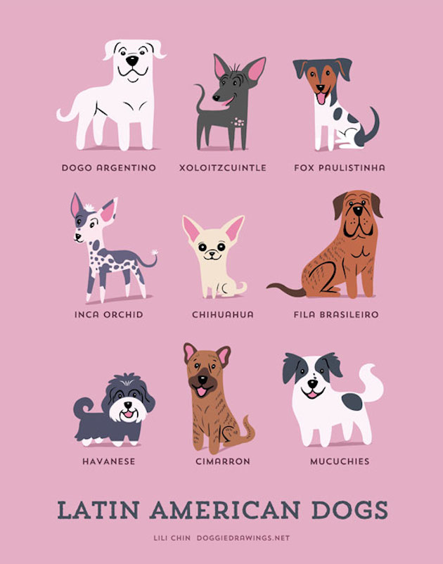 Illustrated-Guide-to-Dogs-of-the-World-20