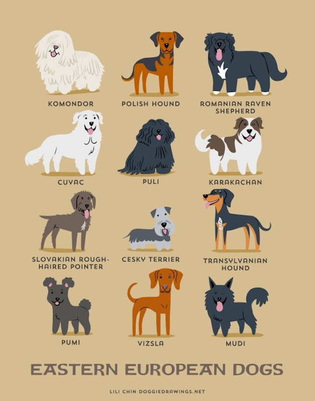 Illustrated-Guide-to-Dogs-of-the-World-3