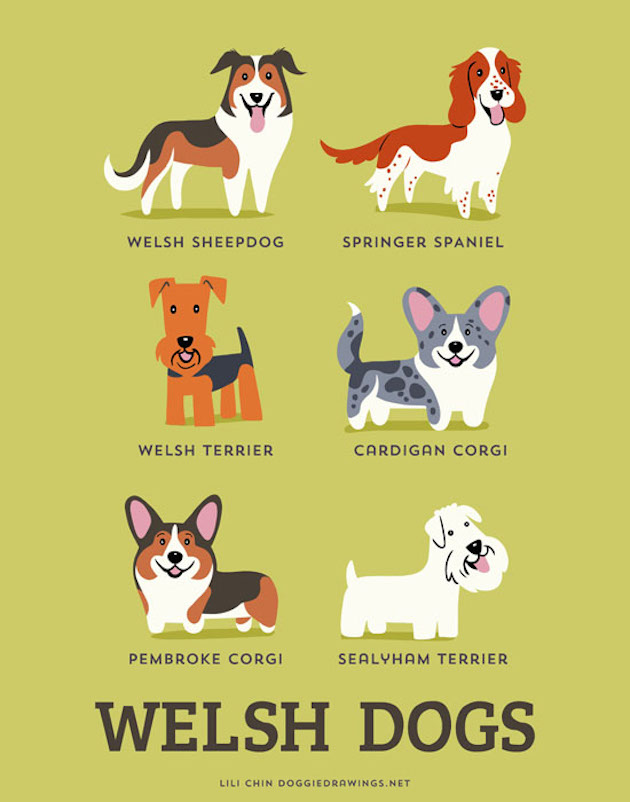 Illustrated-Guide-to-Dogs-of-the-World-6