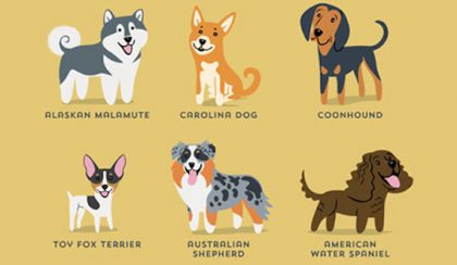 A világ kutyáinak képes kutyahatározója