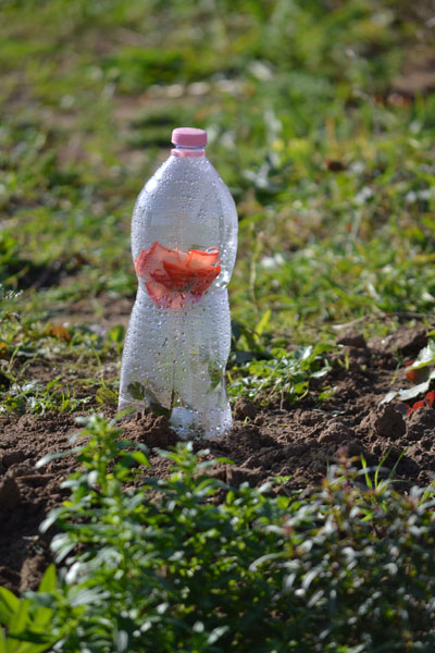 Ezt a rózsát tettem le legutoljára. Gyönyörű a színe és nagy reményeim vannak, mert a levelek tövénél volt hajtás. (Fotó: Myreille)