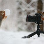 Tél az erdőben: cuki mókusok nagy kalandja