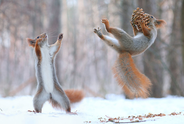 squirrel-vadim-trunov-russia01
