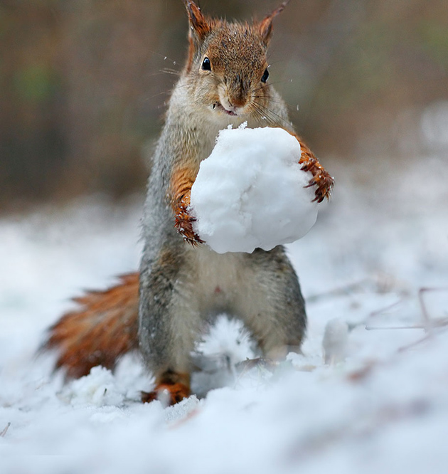 squirrel-vadim-trunov-russia02