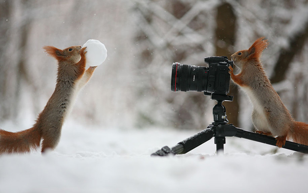 squirrel-vadim-trunov-russia03