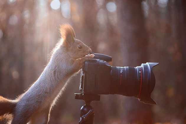 squirrel-vadim-trunov-russia06