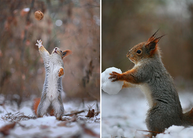 squirrel-vadim-trunov-russia08