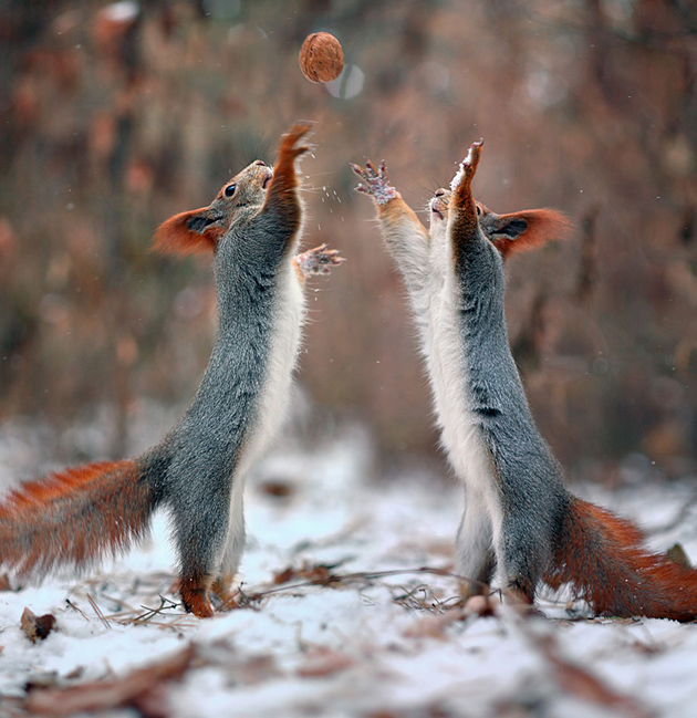 squirrel-vadim-trunov-russia10