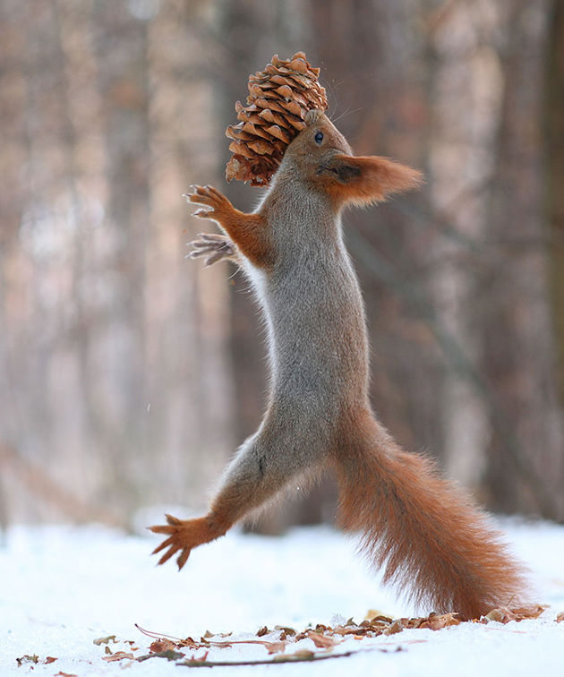 squirrel-vadim-trunov-russia12