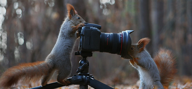 squirrel-vadim-trunov-russia13