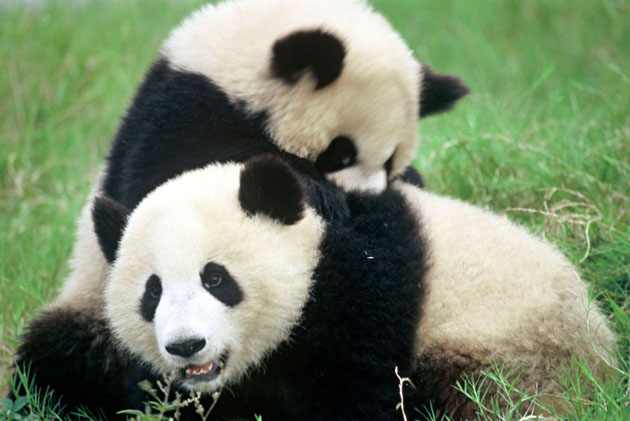 Giant panda (Ailuropoda melanoleuca); Sichuan Province, China