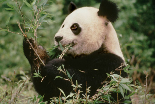 Giant panda (Ailuropoda melanoleuca); Wolong Nature Reserve, Sichuan Province, China