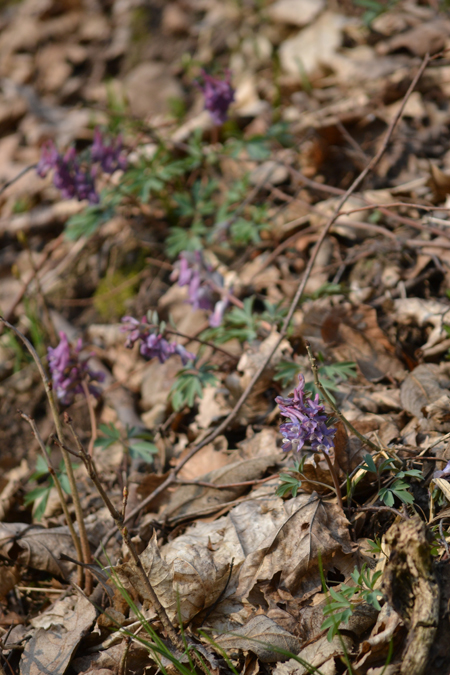 Ujjas keltike, a lila viszont sűrűn nő az erdőben/Fotó: Myreille, 2015