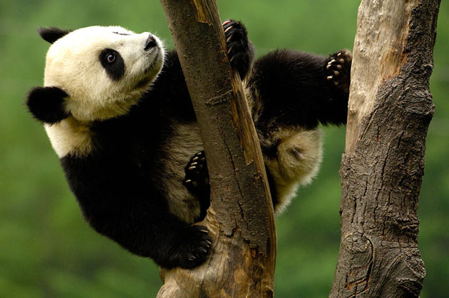 Giant panda, China