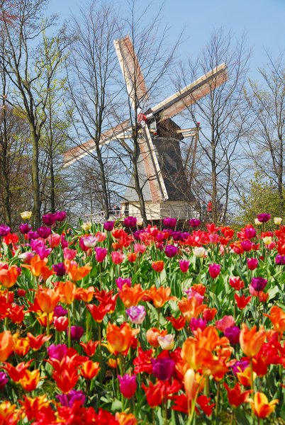 Szélmalom és tulipán. Hello Hollandia! Hello Keukenhof!/Fotó: keukenhof.nl 