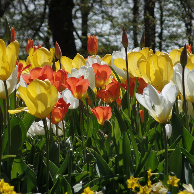 Keukenhof konyhakertet jelent és elnevezése a 15. századig nyúlik vissza. A terület előszöe a Teylingen vár konyhakertje volt, majd 1641-ben megépült a Keukenhof kastély és ezzel egyidőben a kert mérete is meghaladta a 200 hektárt./Fotó: Timi