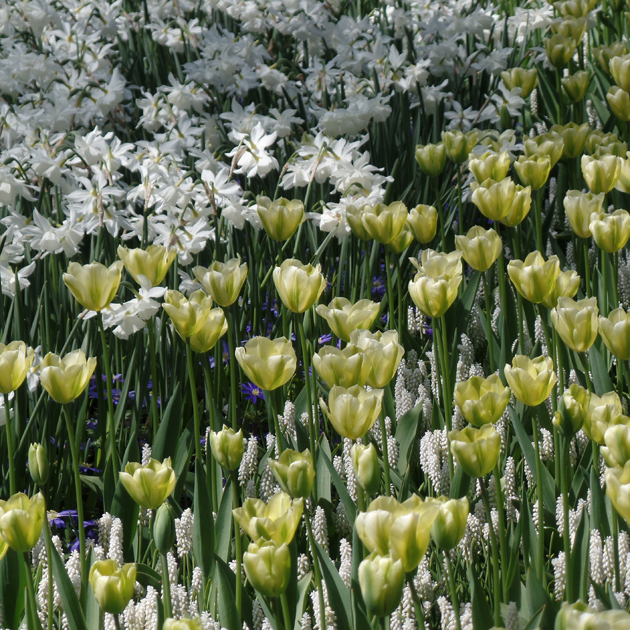 Keukenhof minden évben lehetőséget ad a holland virágkertészeknek, hogy bemutassák kínálatukat./Fotó: Timi