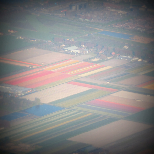 Hollandia a világ legnagyobb tulipánhagyma termelője - 10.000 hektáron évi 4,2 milliárd tulipánhagymával - és tulipán virágzás idején a holland táj káprázatos színekbe öltözik. Pedig a tulipán nem is őshonos ezen a vidéken, a 17. században ültették el az első hagymákat./Fotó Timi, Keukenhof