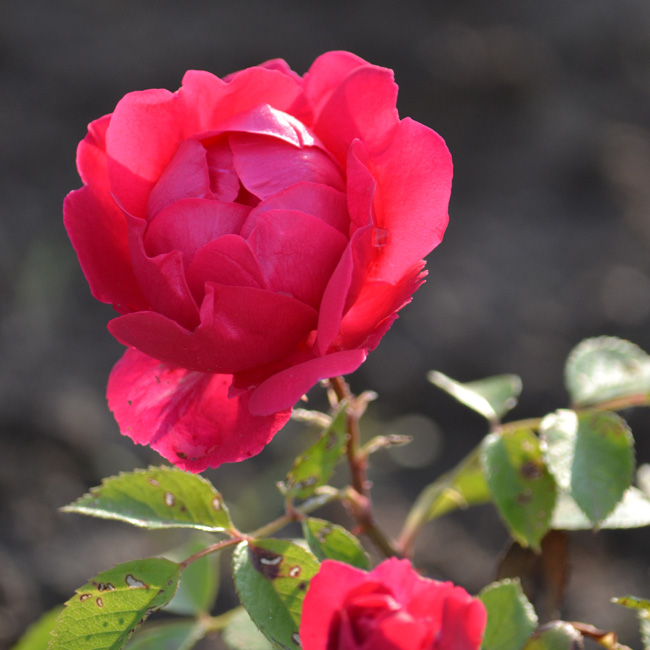 Tavaly még csak egy földbe dugott rózsaág volt, most viszont már virágzik. (Fotó: Myreille)