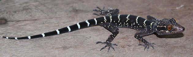 Cyrtodactylus vilaphongi (Fotó: WWF)