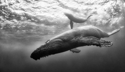 Káprázatos fekete-fehér képek a tengerek mélyéről